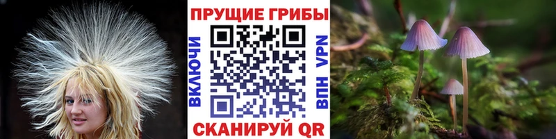 Галлюциногенные грибы Magic Shrooms  сайты даркнета формула  Черкесск  где продают  